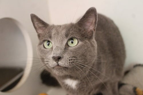 NIMBUS - Domestic Short Hair available for adoption