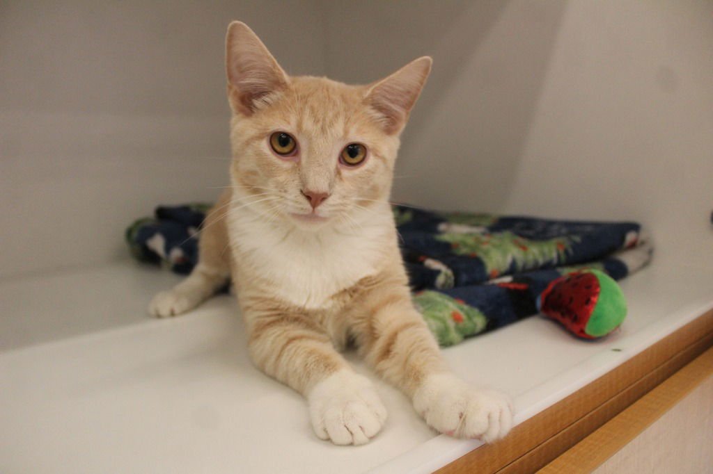 NACHO BLAZE - Domestic Short Hair available for adoption