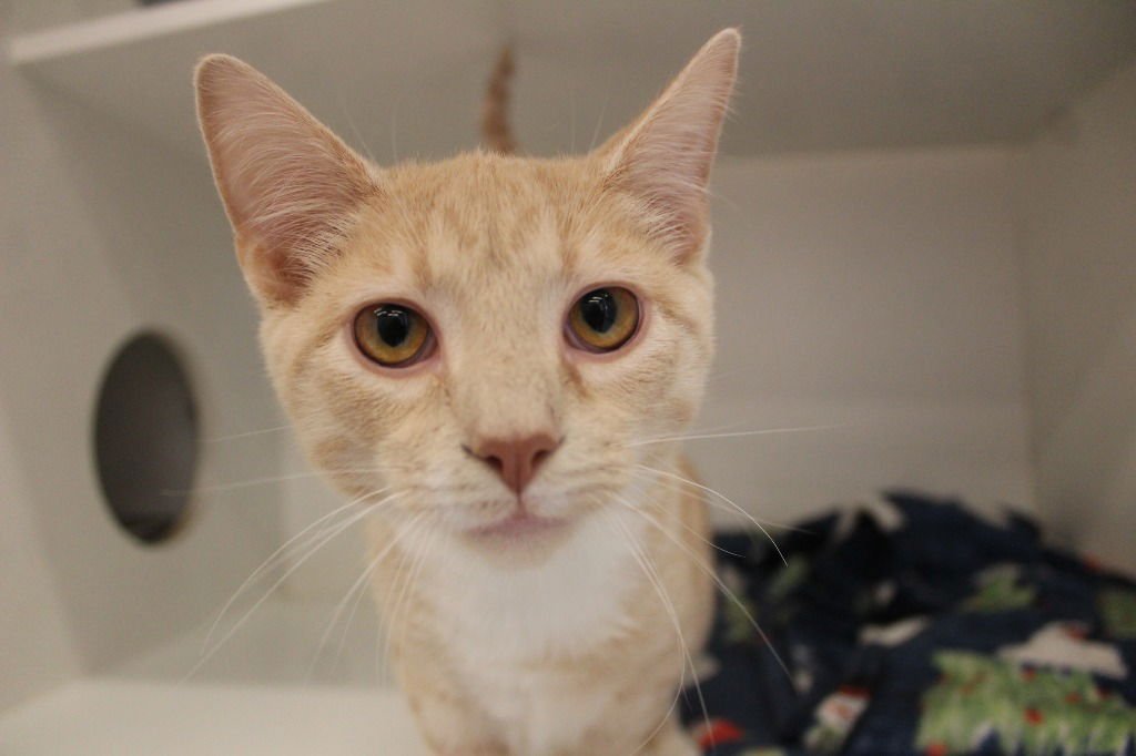 NACHO BLAZE - Domestic Short Hair available for adoption