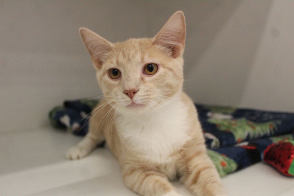 Nacho Blaze - Photo 3