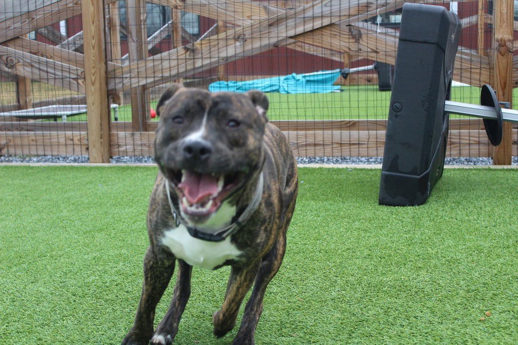 SCOOBERT - Pit Bull Terrier available for adoption