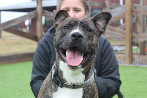 SCOOBERT - Pit Bull Terrier available for adoption