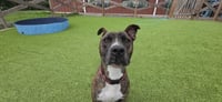 Scoobert - Photo 2