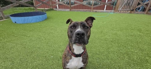 SCOOBERT - Pit Bull Terrier available for adoption