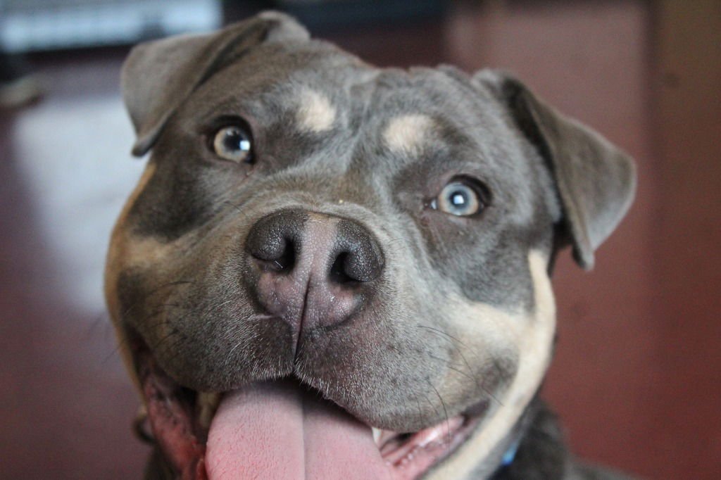 DAX - Pit Bull Terrier available for adoption