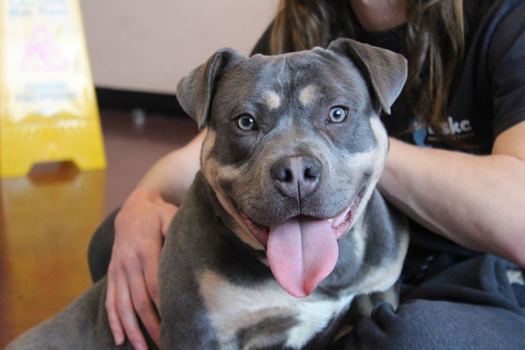 DAX - Pit Bull Terrier available for adoption