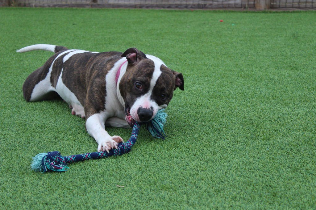 HOLSTEIN - Pit Bull Terrier available for adoption