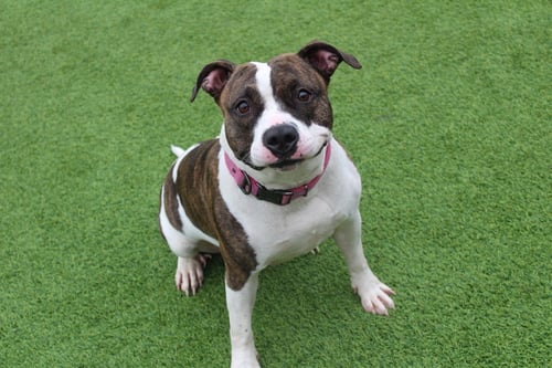 HOLSTEIN - Pit Bull Terrier available for adoption