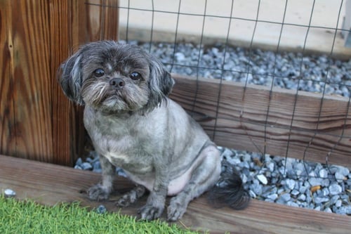 MCGEE - Shih Tzu for adoption in Dover