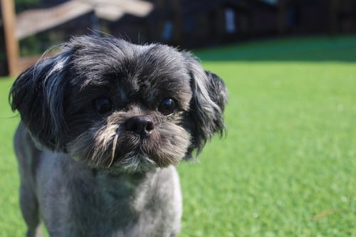MCGEE - Shih Tzu available for adoption