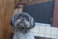 McGee - Photo 4