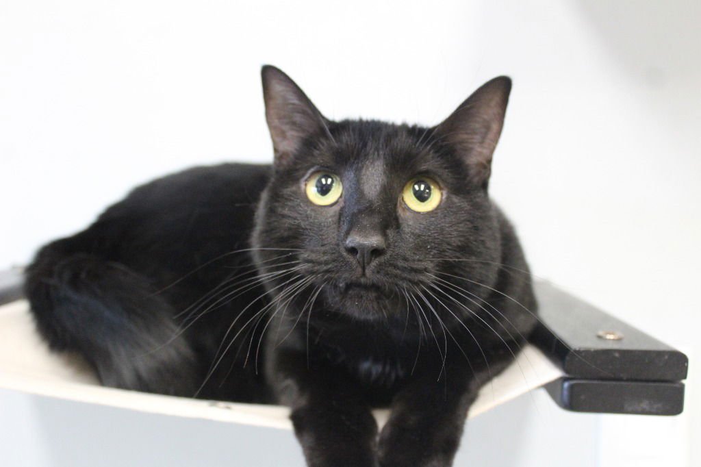 LICORICE - Domestic Short Hair available for adoption