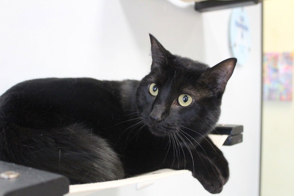 LICORICE - Domestic Short Hair available for adoption