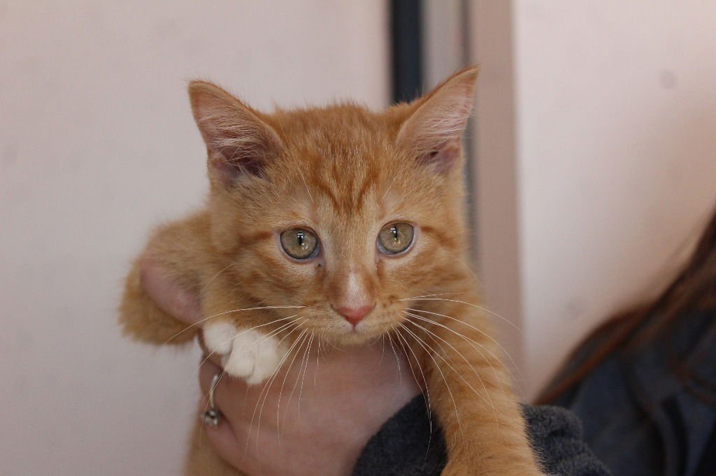 DIGITS - Domestic Short Hair available for adoption