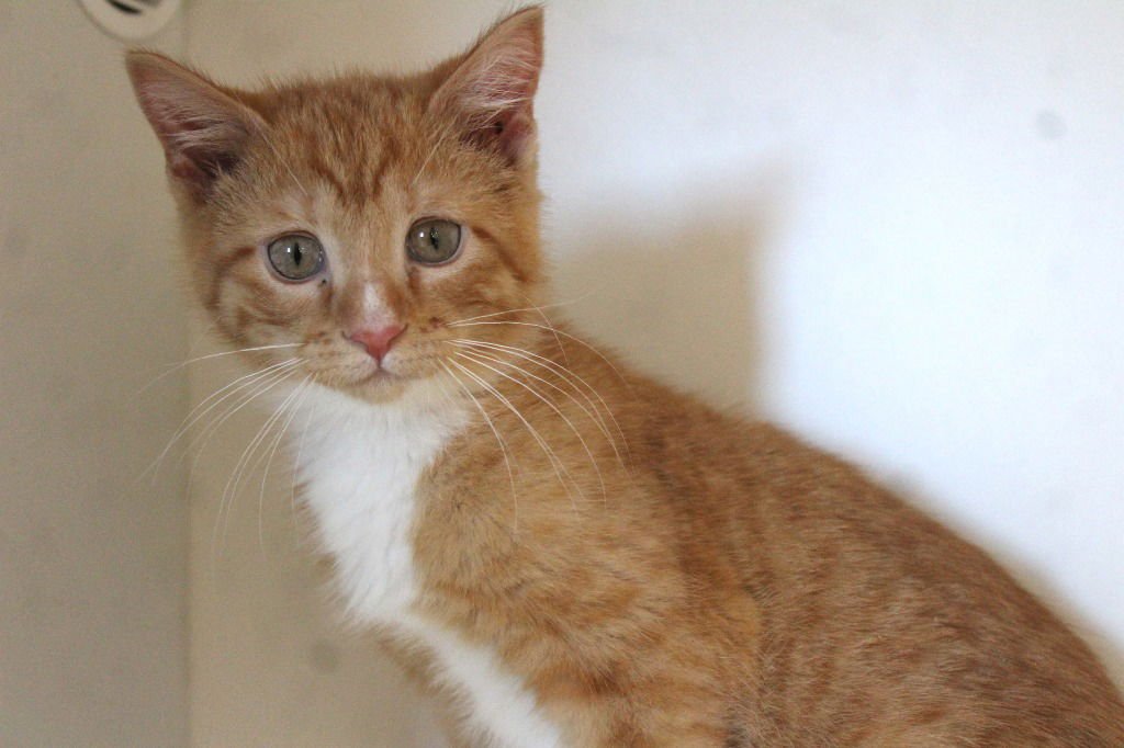 DIGITS - Domestic Short Hair available for adoption