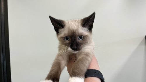 INDICA - Siamese available for adoption