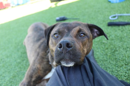 KNOX - Pit Bull Terrier for adoption in Dover