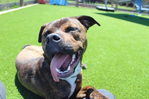 KNOX - Pit Bull Terrier available for adoption