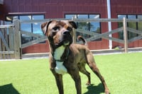 Knox - Photo 3