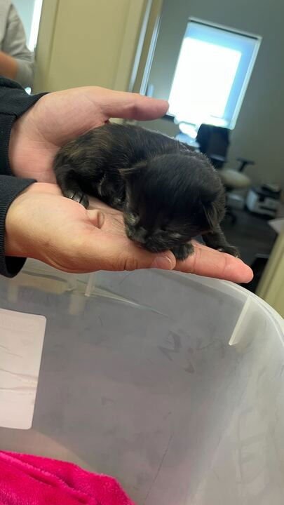 ARTICHOKE - Domestic Short Hair available for adoption