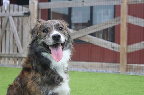 PICO - Shepherd / Terrier available for adoption