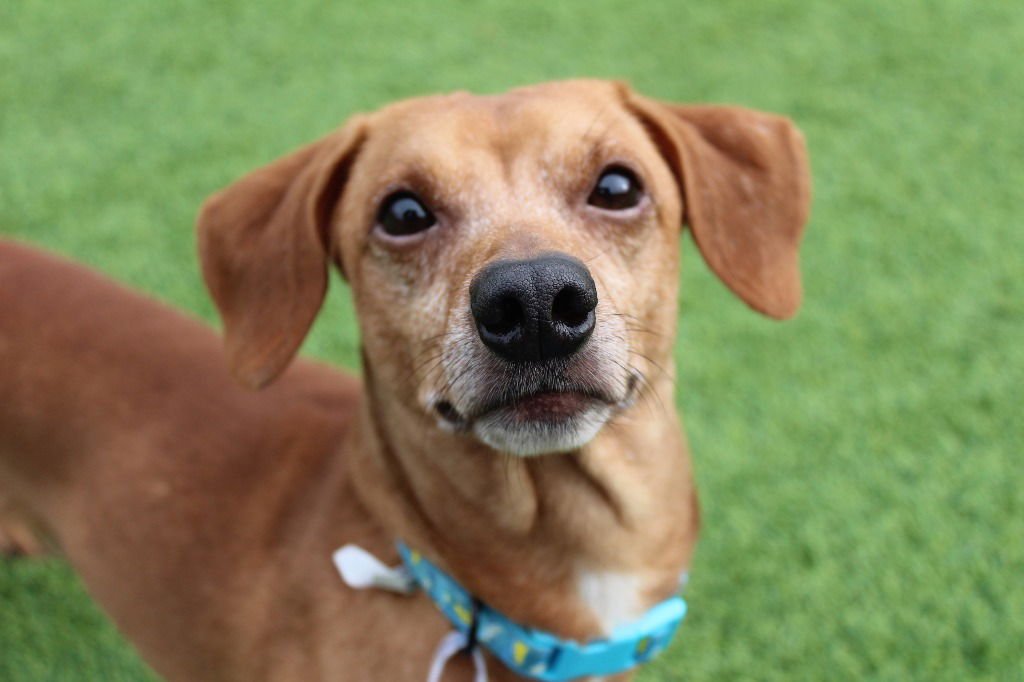 OSCAR MAYER - Dachshund / Terrier available for adoption