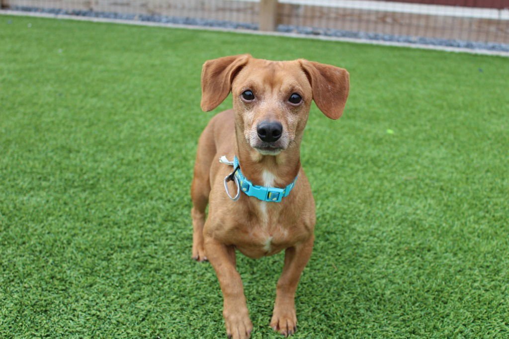 OSCAR MAYER - Dachshund / Terrier available for adoption