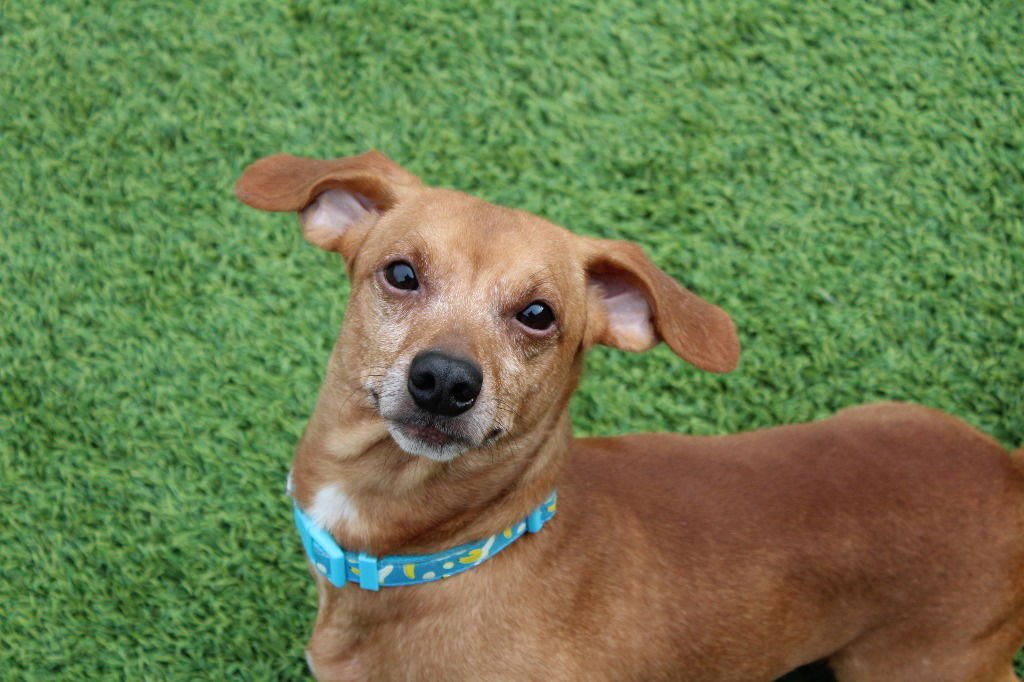 Oscar Mayer - Photo 4