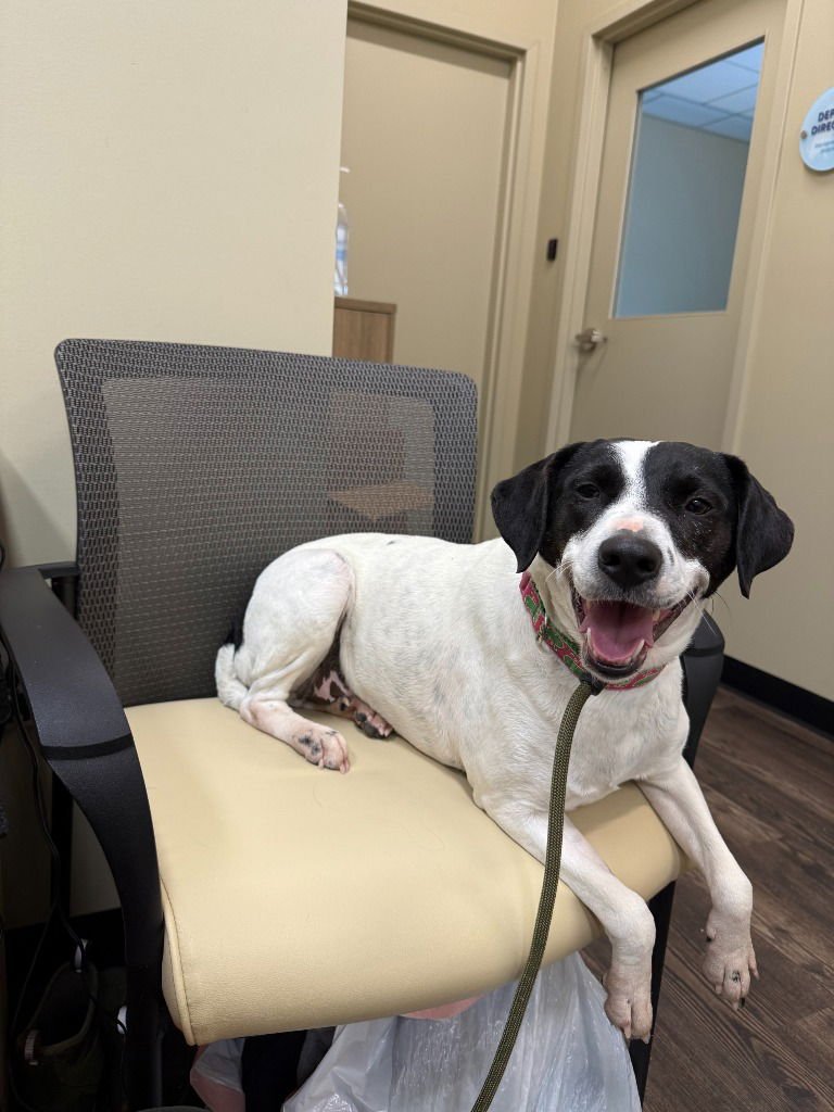 ELSA - Pointer / Terrier available for adoption