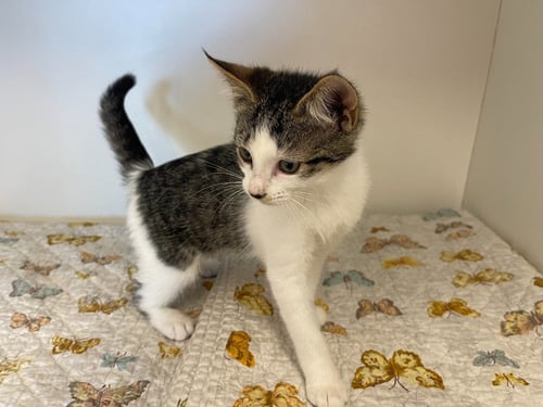 CLOVER VALLEY - Domestic Short Hair available for adoption