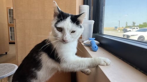 BOBBLE - Domestic Short Hair available for adoption