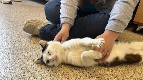 BOBBLE - Domestic Short Hair available for adoption