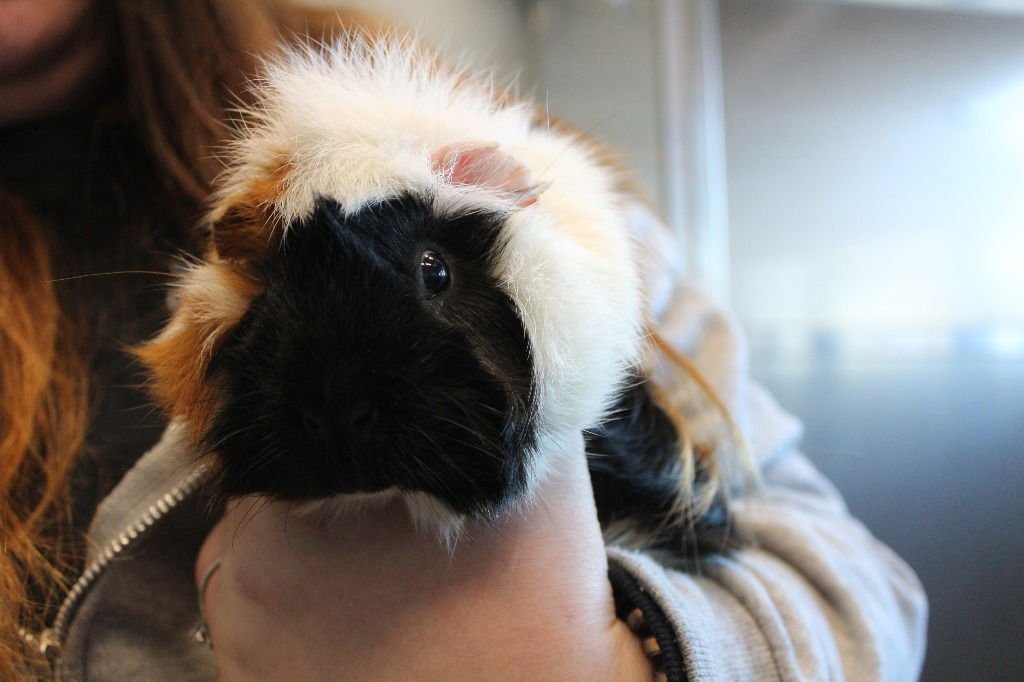 YOSHI - Guinea Pig available for adoption