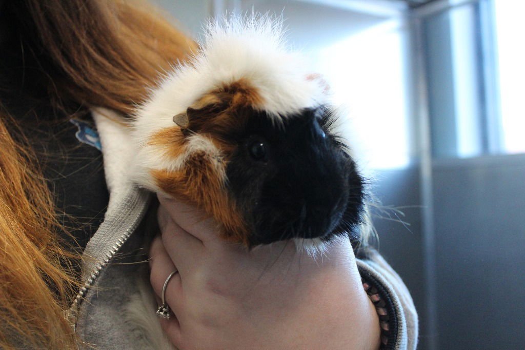 YOSHI - Guinea Pig available for adoption
