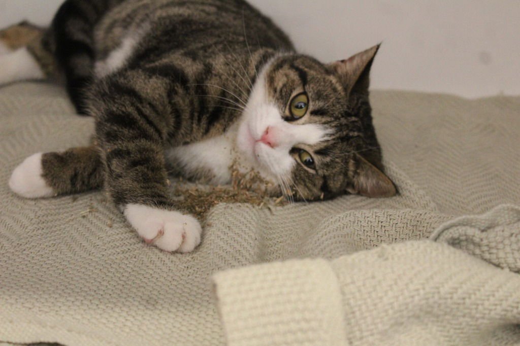 RED RYDER - Domestic Short Hair available for adoption