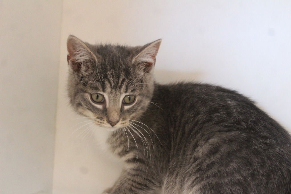 ROMAN - Domestic Short Hair / Extra-Toes Cat (Hemingway Polydactyl) available for adoption