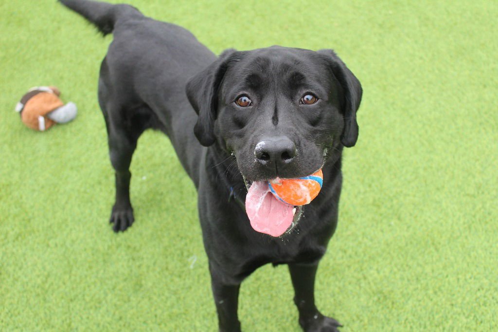 JET - Labrador Retriever available for adoption