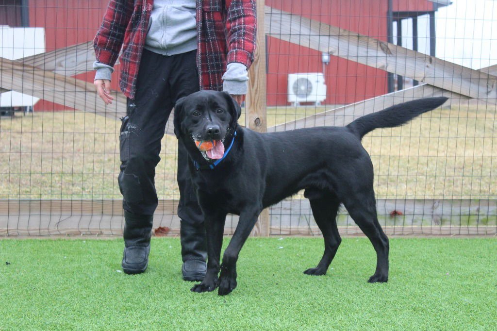 JET - Labrador Retriever available for adoption
