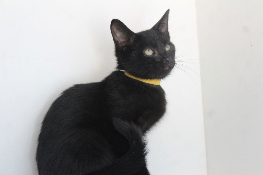 BLANK - Domestic Short Hair available for adoption