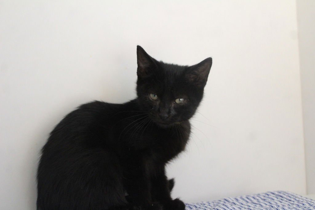 BLANK - Domestic Short Hair available for adoption