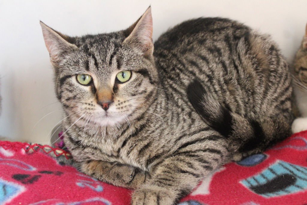 MANTIS - Domestic Short Hair available for adoption