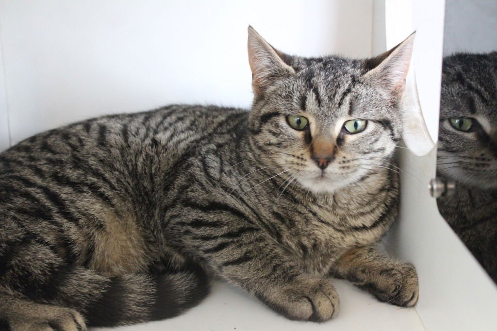 MANTIS - Domestic Short Hair available for adoption