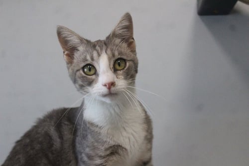 SOPRANO - Domestic Short Hair available for adoption