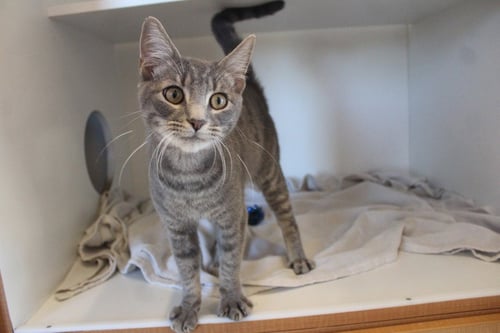BIG GULP - Domestic Short Hair available for adoption