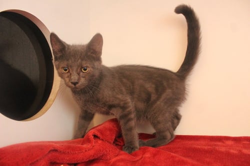 SILENT BOB - Domestic Short Hair available for adoption