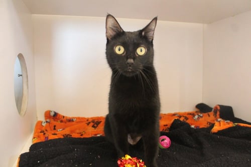 MAGICAL DEPARTMENT OF COMPLAINTS - Domestic Short Hair for adoption in Dover