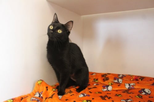 MAGICAL DEPARTMENT OF COMPLAINTS - Domestic Short Hair available for adoption