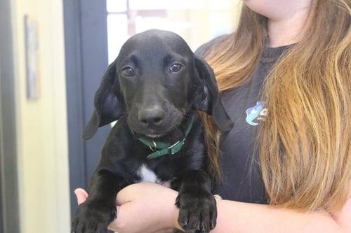 QUILL - Labrador Retriever / Basset Hound available for adoption