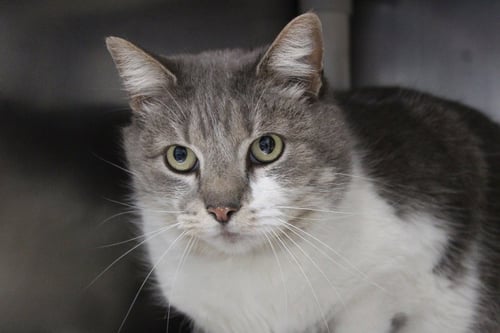 PUCK - Domestic Short Hair available for adoption