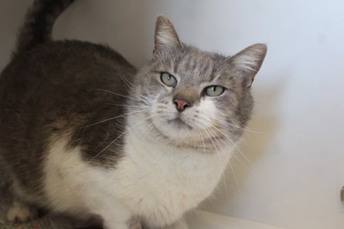 PUCK - Domestic Short Hair available for adoption